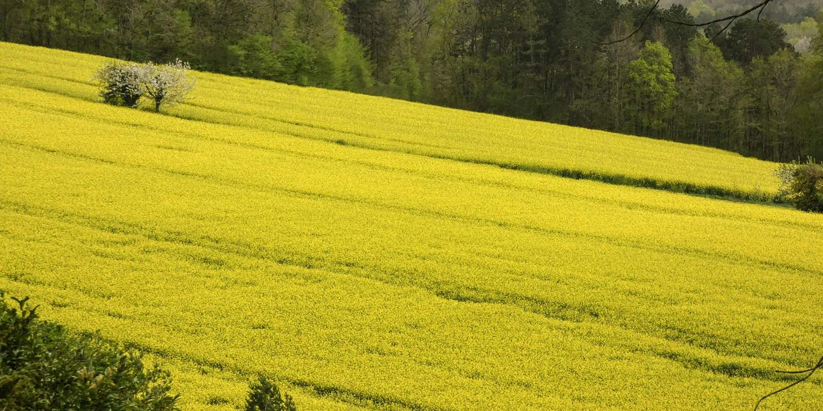 L'Importance de la Licence Sciences du Langage