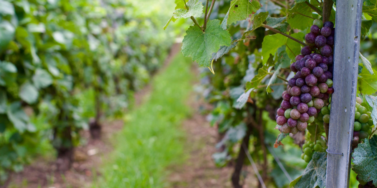 Licence Sciences du Langage à Sorbonne : Avis et Programme